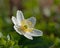 Wood anemone Anemone nemorosa