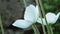 Wood Anemone, Anemone Nemorosa. Beautiful summer white garden flowers and long green stems on dark background.