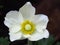 Wood Anemone, Anemone Nemorosa blooming. White garden flowers with yellow stamens.