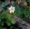 Wood anemone Anemone nemorosa or windflower growing on tree log in forest