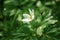 Wood Anemone with dew at dawn