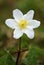 Wood anemone flower Anemonoides nemorosa