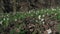 Wood anemone flowers Anemone nemorosa bathed in the afternoon sun in the middle of the forest