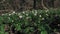 Wood anemone flowers Anemone nemorosa bathed in the afternoon sun in the middle of the forest