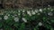 Wood anemone flowers Anemone nemorosa bathed in the afternoon sun in the middle of the forest