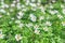 Wood anemone flowers (Anemonoides nemorosa or Anemone nemorosa)