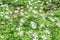 Wood anemone flowers (Anemonoides nemorosa or Anemone nemorosa)