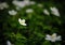 A wood anemone growing towards the sun