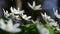 Wood anemone and song thrush