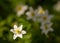 Wood anemone, white anemone flower with some soft flowers in the background