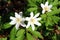 Wood anemone white flowers