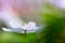 Wood anemone wild flower floating in green