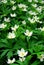 Wood anemones