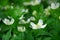 Wood anemones