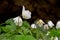 Wood anemones