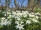 Wood Anemones