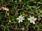 Wood anemones among bluebell plants