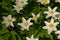 Wood anemones closeup - Anemone nemorosa