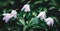 Wood anemones in spring forest, wildflowers dark floral background