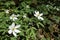 Wood Anenome (Anemone nemorosa)