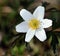 Wood aneomone (anemone nemorosa) or windflower.