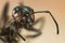 Wood ant, Ant, Ants, Formica rufa