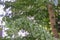 Wood apple tree brunches and leaves , Limonia Acidissima