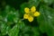 Wood Avens - Geum urbanum