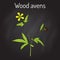 Wood avens Geum urbanum , medicinal plant