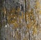 Wood Background, Close-up detail.