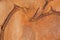 Wood background texture, inner contour of wood