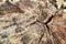 Wood background (texture) of truncated circle (stump) old dry tree.