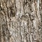 Wood bark outer surface background