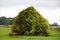 Wood barn sits abandoned and covered in grapevine