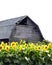 Wood barn in yellow Sunflower field in Fingerlakes NYS