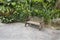 Wood Bench in Tropical Garden