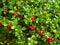 Wood berry a cowberry, the Karelian margin