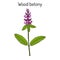 Wood betony Stachys officinalis , medicinal plant