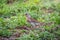 Wood bird Fieldfare, Turdus pilaris, on a sprng lawn