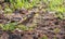 Wood bird Fieldfare, Turdus pilaris, on a sprng lawn