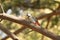Wood bird in Siberia sitting on the branch