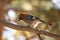 Wood bird in Siberia sitting on the branch