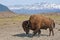 Wood Bison