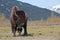 Wood Bison