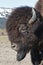 Wood Bison