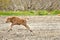 Wood Bison Calf