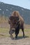 Wood bison charging