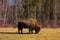 A wood bison in northern canada