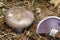 Wood Blewit