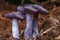Wood Blewit Lepista nuda edible blue mushroom in a forest